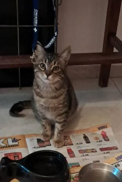 Gattina tigrata  | Foto 0