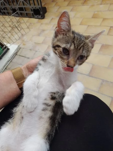 Bign&egrave; gattina dolcissima  | Foto 3