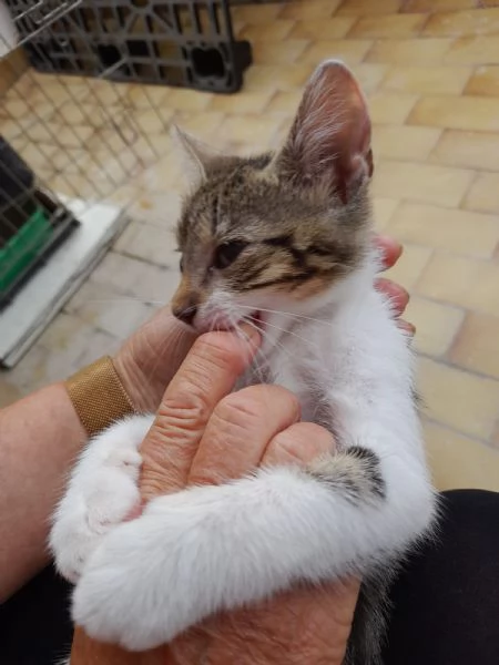 Bign&egrave; gattina dolcissima  | Foto 2