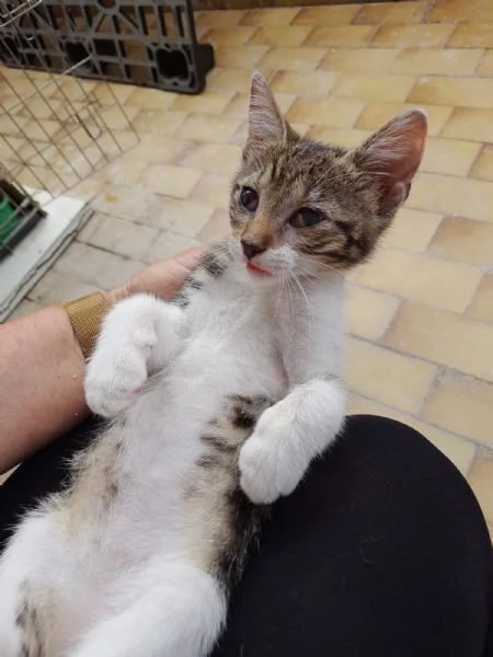 Bign&egrave; gattina dolcissima  | Foto 1