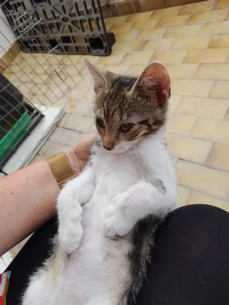 Bign&egrave; gattina dolcissima  | Foto 0
