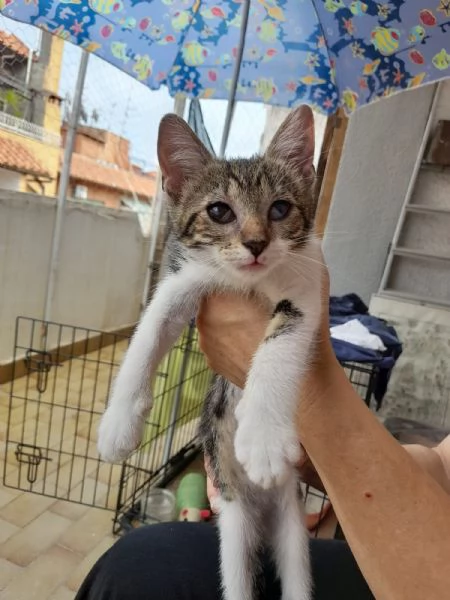 Bign&egrave; gattina dolcissima 