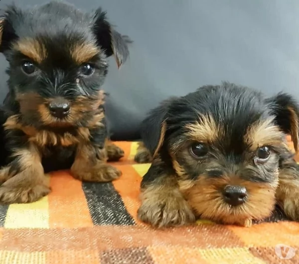  yorkshire terrier disponibile maschio e femmina