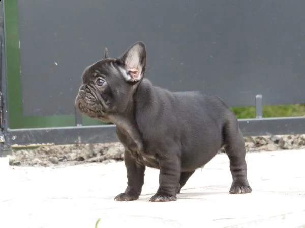 bouledogue francese maschio blu occhi blu