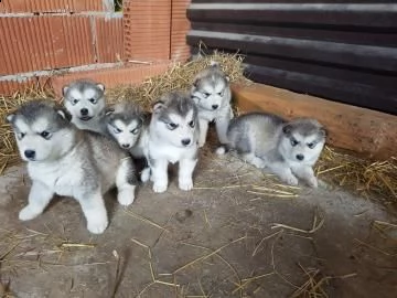 cuccioli alaskan malamute