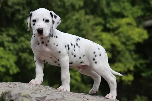 meravigliosa cucciolata di dalmata | Foto 0