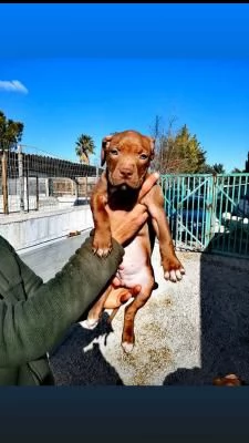 cuccioli di american pitbull terrier  | Foto 0