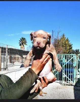 cuccioli di american pitbull terrier 