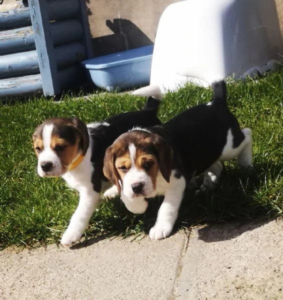 cuccioli di beagle