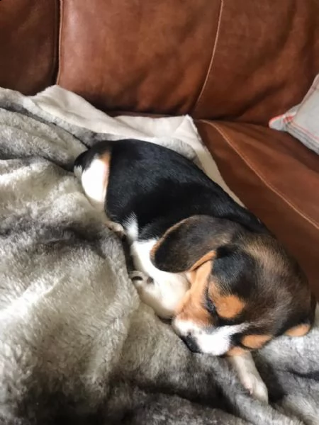 cuccioli di beagle | Foto 1