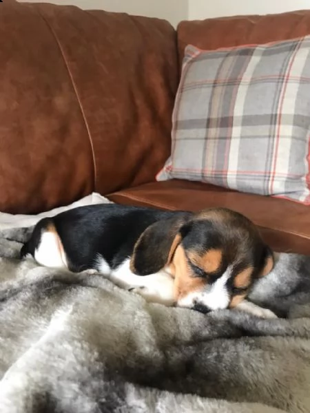 cuccioli di beagle | Foto 0