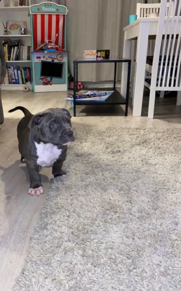 3 meravigliosi cuccioli di pitbull | Foto 3