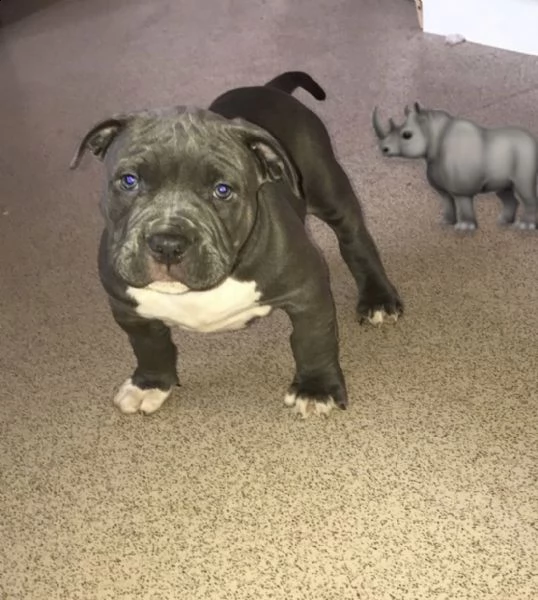 3 meravigliosi cuccioli di pitbull | Foto 2