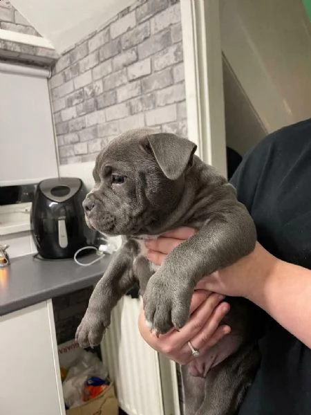 3 meravigliosi cuccioli di pitbull | Foto 1