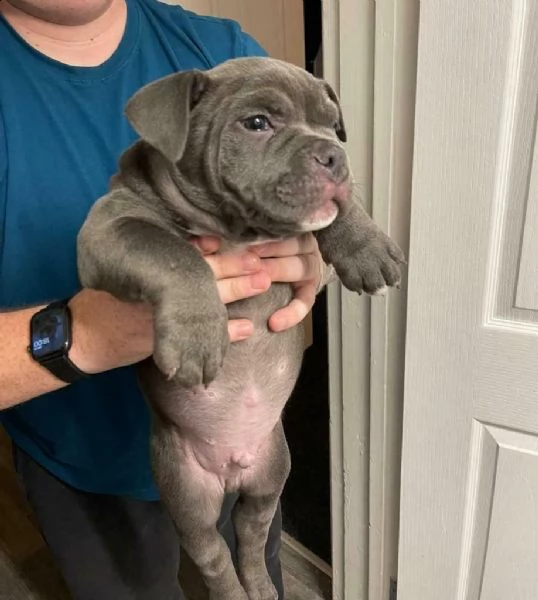 3 meravigliosi cuccioli di pitbull | Foto 0