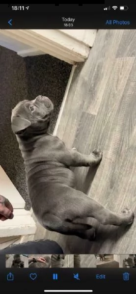 3 meravigliosi cuccioli di pitbull