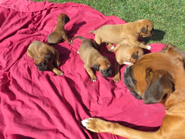 boxer cucciolo maschio tre mesi | Foto 1