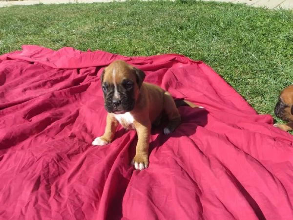 boxer cucciolo maschio tre mesi | Foto 0