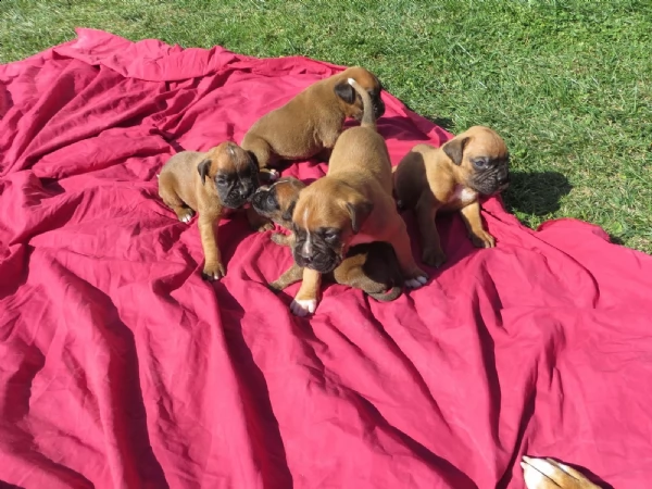 boxer cucciolo maschio tre mesi