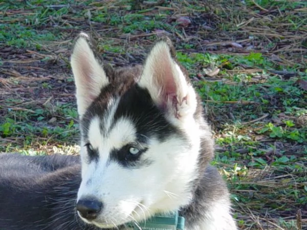  husky siberian occhi blu | Foto 1