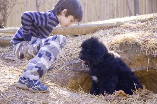 cuccioli di cane di terranova | Foto 0