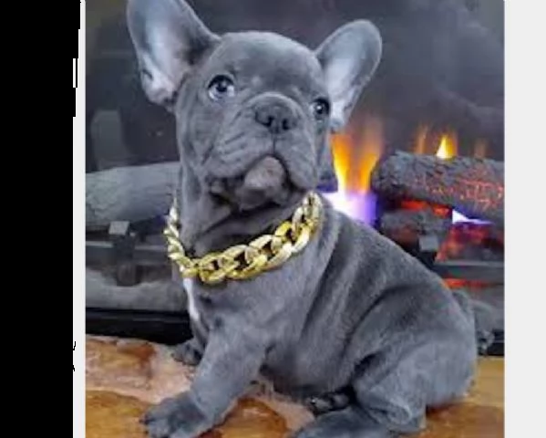bouledogue francese blue. 