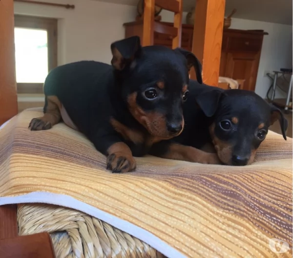 pinscher nano 