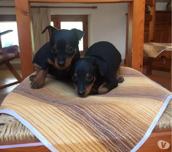 pinscher nano  | Foto 1