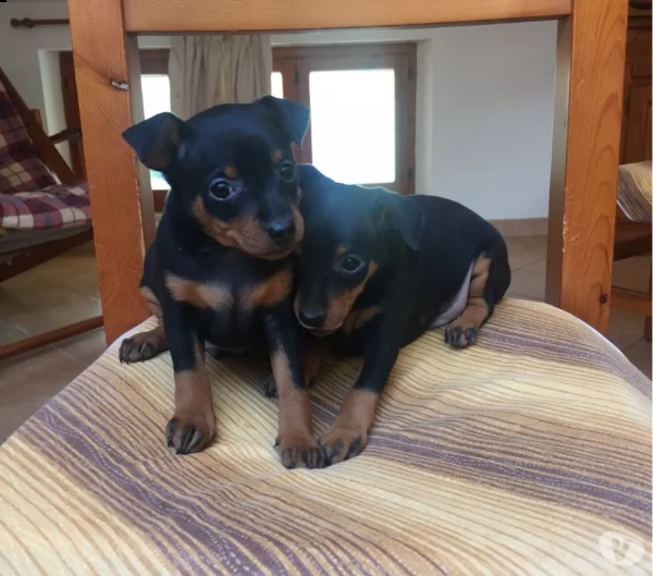 pinscher nano  | Foto 0