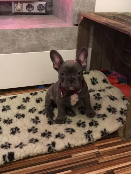 cuccioli bulldog francese - pedigree enci | Foto 3