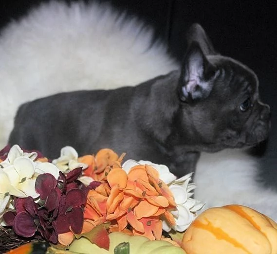 cuccioli bulldog francese - pedigree enci | Foto 2