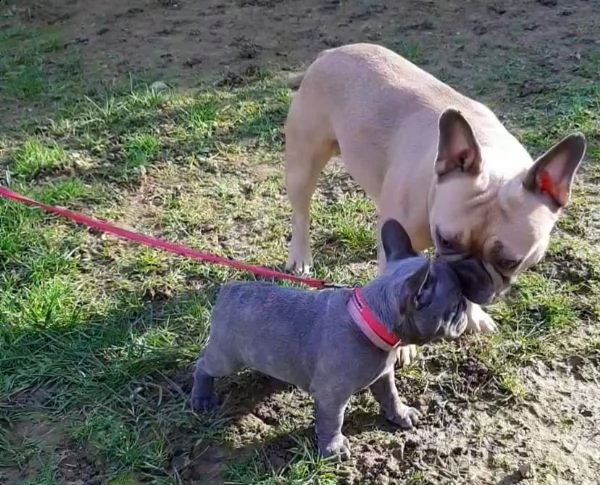bouledogue francese cuccioli disponibili | Foto 1