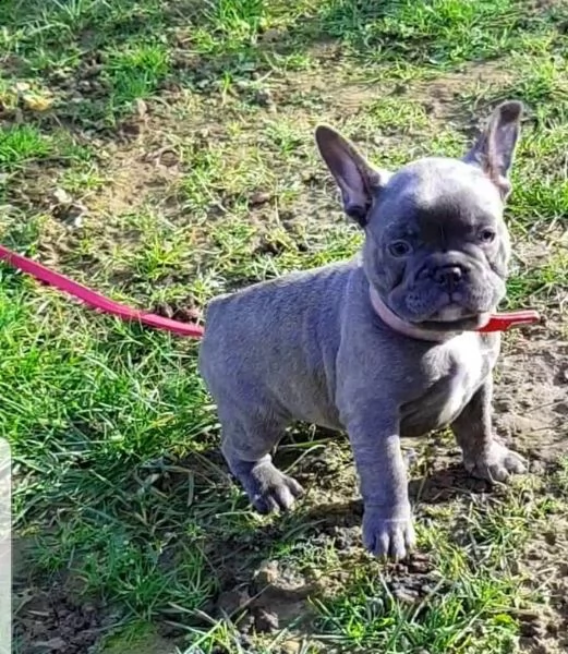 bouledogue francese cuccioli disponibili | Foto 0