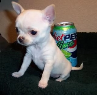 chihuahua         toy     kuccioli