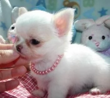chihuahua         toy     kuccioli | Foto 0