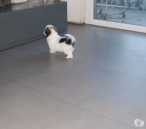shitzu ultima cucciola con pedegree enci 