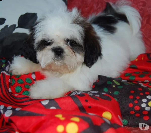 shitzu ultima cucciola con pedegree enci  | Foto 0