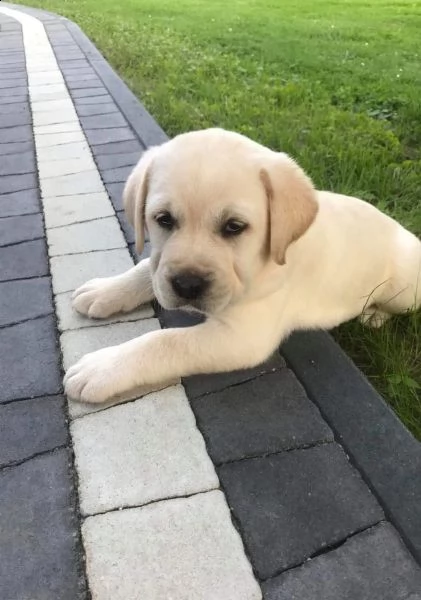  labrador colore nero - crema e miele masc/fem