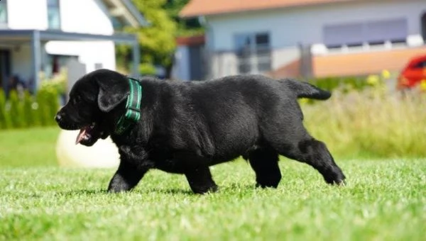  labrador colore nero - crema e miele masc/fem | Foto 3