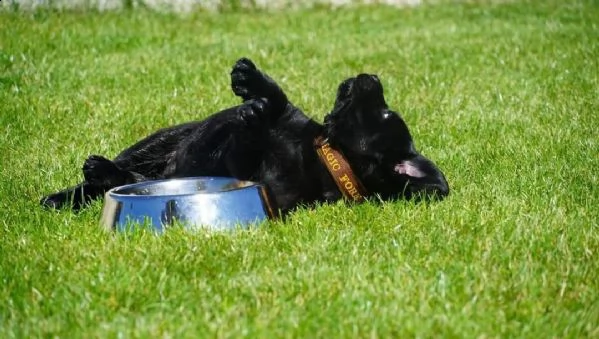  labrador colore nero - crema e miele masc/fem | Foto 2