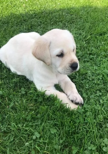  labrador colore nero - crema e miele masc/fem | Foto 1