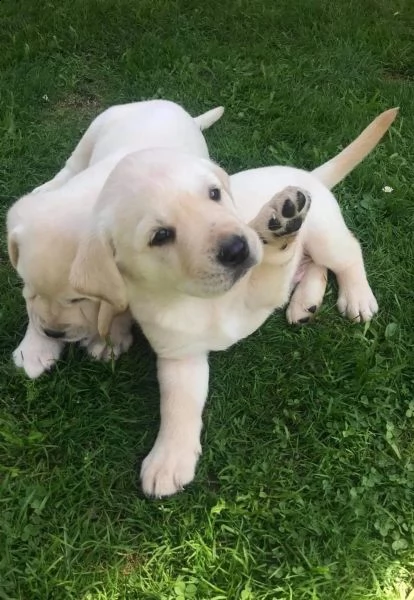  labrador colore nero - crema e miele masc/fem | Foto 0