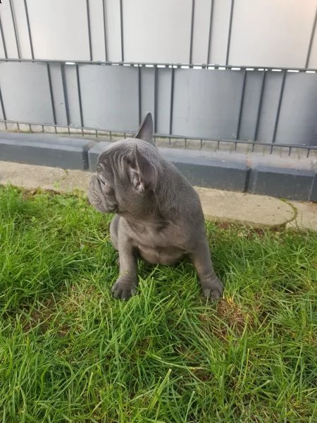 3 bulldog francese blu | Foto 1