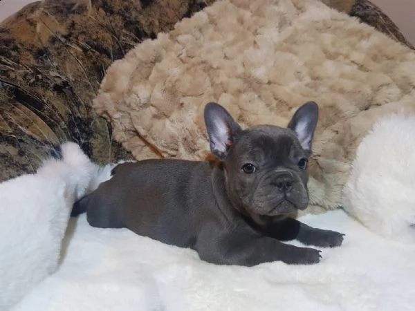 3 bulldog francese blu