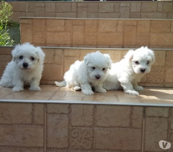 maltese toy cuccioli 