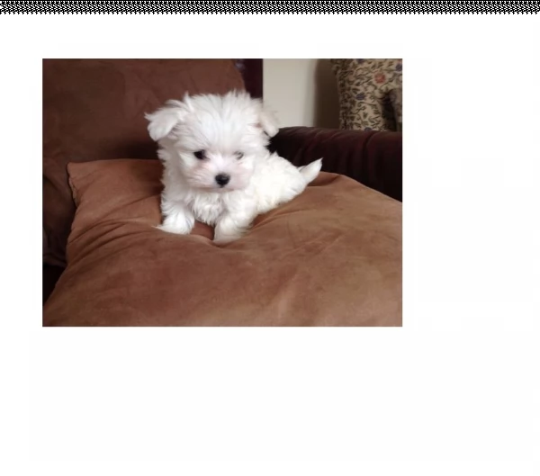 maltese toy cuccioli  | Foto 1