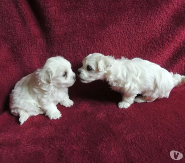 maltese toy cuccioli  | Foto 0