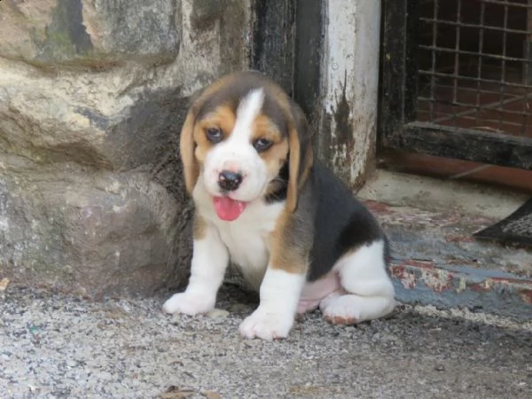 cuccioli di beagle