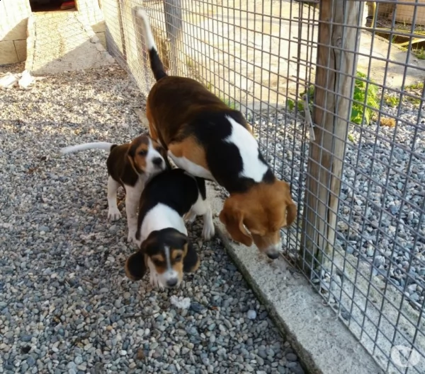 cuccioli beagle  tricolore  | Foto 0