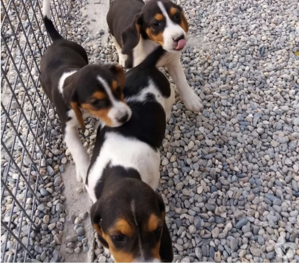 cuccioli beagle  tricolore 